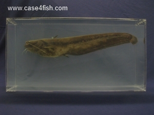 Foto Galerie/Siluriformes/Silurus glanis/Silurus glanis_07_S.jpg